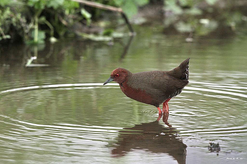 ����������� �������